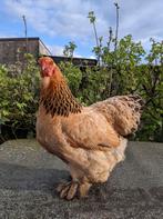 Brahma kriel Buff-Columbia, Dieren en Toebehoren, Pluimvee, Vrouwelijk, Kip