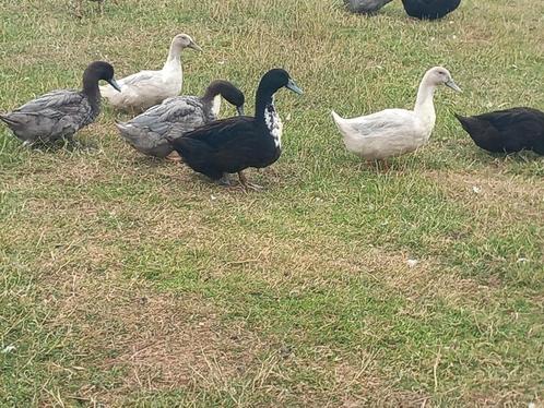 Koppels grootte eenden, Dieren en Toebehoren, Pluimvee, Eend