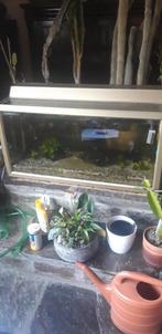 aquarium, Ophalen, Gebruikt, Gevuld zoetwateraquarium
