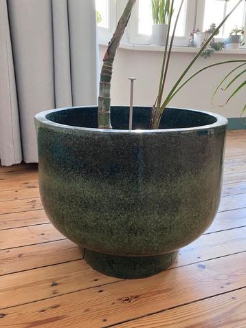 Prachtige grote groene bloempot beschikbaar voor biedingen