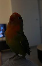 Te koop: Onze lieve agapornis Billy (1,5 jaar oud), Dwergpapegaai of Agapornis