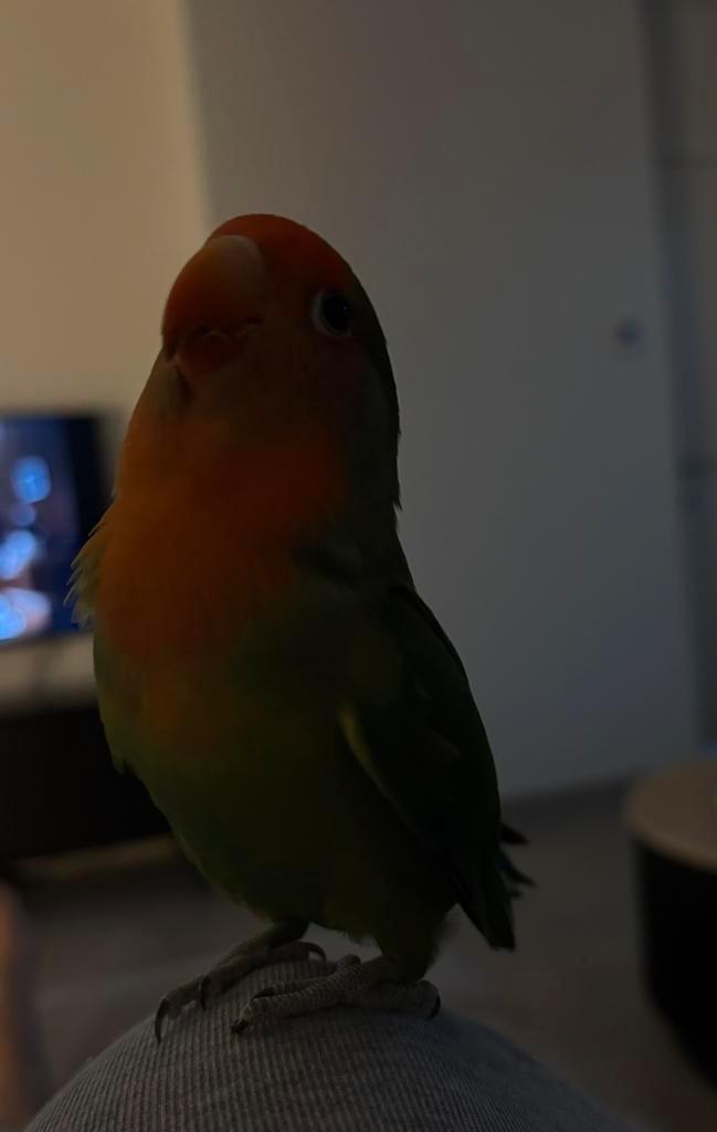 Te koop: Onze lieve agapornis Billy (1,5 jaar oud), Dieren en Toebehoren, Vogels | Parkieten en Papegaaien, Dwergpapegaai of Agapornis