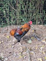 Araucana haan, Dieren en Toebehoren, Mannelijk, Kip