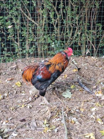Araucana haan  beschikbaar voor biedingen