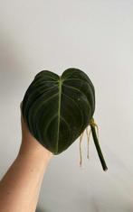 Philodendron Melanochrysum, Huis en Inrichting, Kamerplanten, Ophalen of Verzenden