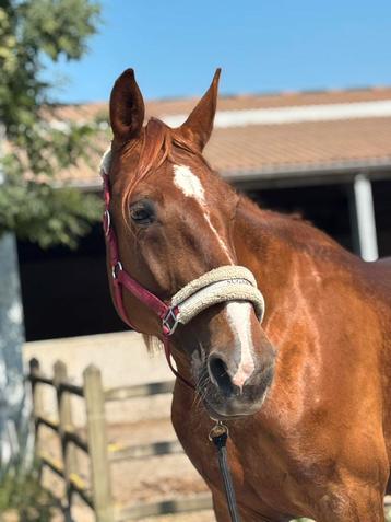 Franse draver merrie te koop beschikbaar voor biedingen