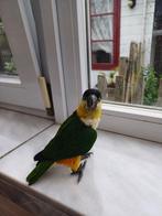 Zwartkop Caique's, Vrouwelijk, Dwergpapegaai of Agapornis, Geringd