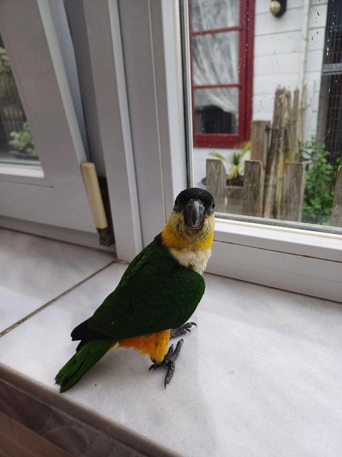 Zwartkop Caique's, Dieren en Toebehoren, Vogels | Parkieten en Papegaaien, Dwergpapegaai of Agapornis, Vrouwelijk, Tam, Geringd