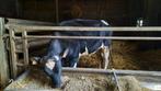 Holstein dekstier, Dieren en Toebehoren