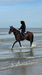 5 sterren huisje gezocht voor 13 jarige ruin, Dieren en Toebehoren, Gechipt, Ruin, Niet van toepassing, 11 jaar of ouder