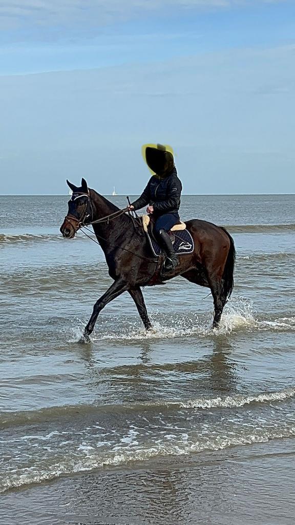 5 sterren huisje gezocht voor 13 jarige ruin, Dieren en Toebehoren, Paarden, Ruin, Niet van toepassing, 165 tot 170 cm, 11 jaar of ouder
