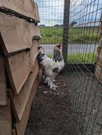 Zwart wit Colombia haan Brahma, Dieren en Toebehoren, Pluimvee, Mannelijk, Kip