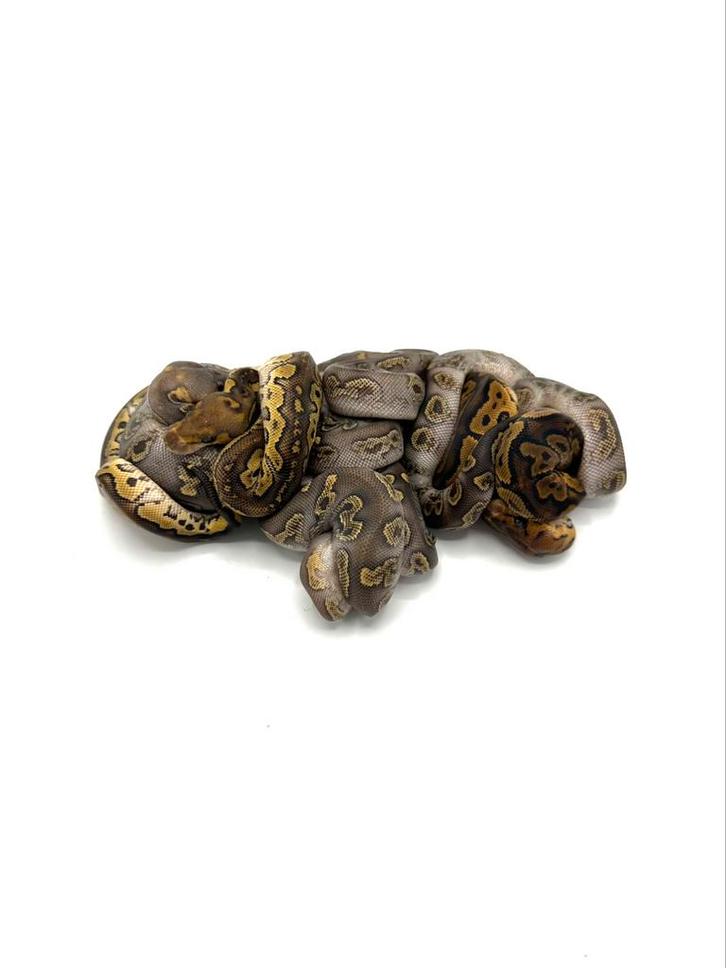 Diverse Python regius, Dieren en Toebehoren, Reptielen en Amfibieën