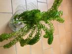 Zuurstofplanten, Tuin en Terras, Ophalen, Nieuw, Overige typen