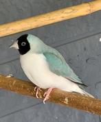 Gouldamadine blauwe vrouw