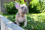 Bouledogue français, Animaux & Accessoires, Particulier, 8 à 15 semaines, Bouledogue, Plusieurs