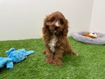 Cavapoo pups beschikbaar voor biedingen