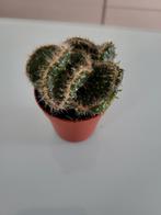 Mini cactus, Cactus, Enlèvement