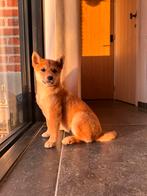 Shiba Inu pups te koop, Dieren en Toebehoren, Honden | Poolhonden, Keeshonden en Oertypen, CDV (hondenziekte), België, Particulier