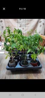 Bio tomatenplanten (veel verschillende soorten), Ophalen