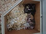 Goudhamsters, Dieren en Toebehoren, Knaagdieren, Hamster, Juli, Meerdere dieren, Tam
