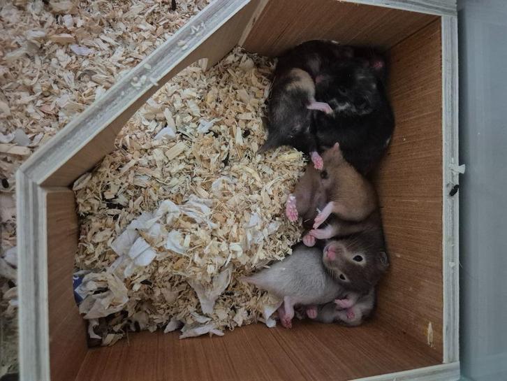 Syrische Goudhamsters handtam, Dieren en Toebehoren, Knaagdieren, Mannelijk, Hamster, Juli, Tam