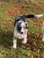 Border collie reu, Dieren en Toebehoren, België, 15 weken tot 1 jaar, Reu, CDV (hondenziekte)