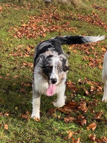 Border collie reu beschikbaar voor biedingen