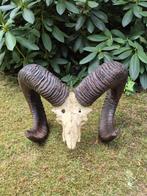 Mooie Grote Moeflon Schedel Met Hoorns Mancave Jacht b64 Mus, Ophalen of Verzenden, Wild dier, Schedel