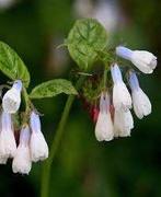 Symphytum Grandiflorum aan super solden, Tuin en Terras, Ophalen, Halfschaduw