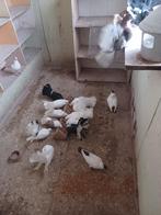 Pauwstaartjes, Dieren en Toebehoren, Vogels | Duiven