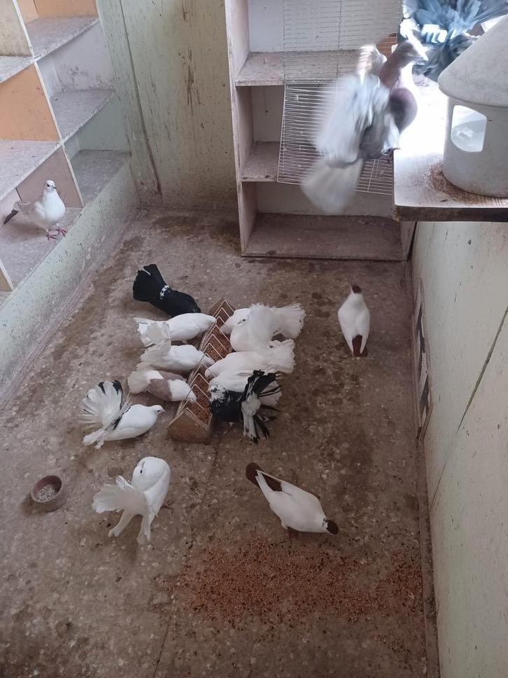 Sierduiven: Pauwstaarten en Amerikaanse pauwstaarten, Animaux & Accessoires, Oiseaux | Pigeons