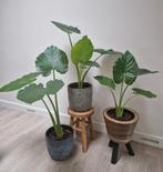 Alocasia Macrorrhiza, Maison & Meubles, Plantes d'intérieur, Autres espèces, Moins de 100 cm, Enlèvement, Plante verte