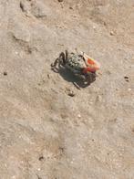 Appartement op de zeedijk met frontaal zeezicht, Immo