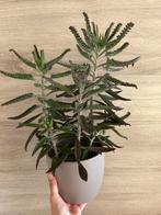 Vetplant, Huis en Inrichting, Kamerplanten, Ophalen, Vetplant