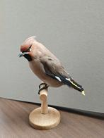 Taxidermie pestvogel, Ophalen