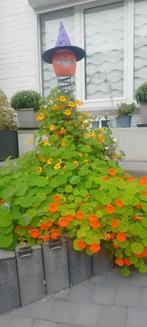 Korrel van klimmende Oost-Indische kers, Tuin en Terras, Ophalen, Lente, In pot