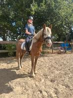 Mega brave kinderponys, Dieren en Toebehoren, Pony's, Merrie