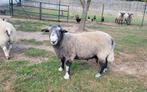 Dekbok te koop. Herdwick 13 maand oud., Dieren en Toebehoren, Schapen, Geiten en Varkens