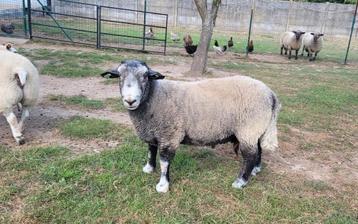 Dekbok te koop. Herdwick 13 maand oud.