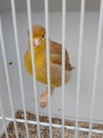 Five fancy cinnamon pop, Dieren en Toebehoren