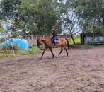 Brave 13 jarige merrie, Dieren en Toebehoren, Paarden, Merrie, Recreatiepaard