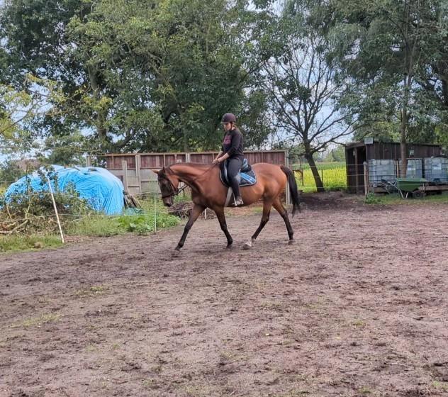 Brave 13 jarige merrie, Dieren en Toebehoren, Paarden, Merrie, Recreatiepaard