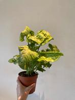 Syngonium milk confetti, Huis en Inrichting, Kamerplanten, Ophalen, In pot