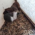 Cavia beertjes, Dieren en Toebehoren, Knaagdieren, Juli, Cavia