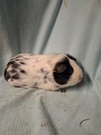 Koppel dalmatiner gladhaar cavia's, Dieren en Toebehoren, Meerdere dieren, Cavia, Tam
