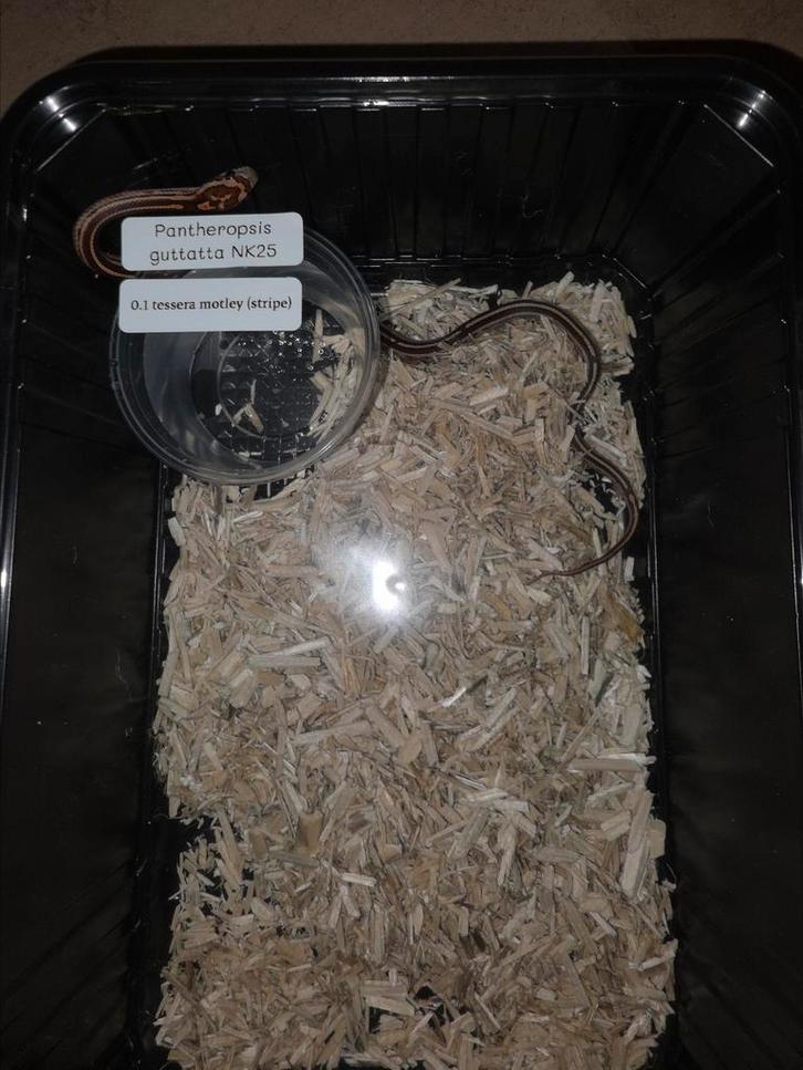 Korenslang baby's 10X tessera motley (stripe), Dieren en Toebehoren, Reptielen en Amfibieën, Slang, 0 tot 2 jaar, Tam