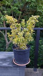 Bonte kardinaalsmuts in een pot, Ophalen, Overige soorten, Struik, Minder dan 100 cm