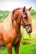 Nuchtere blikvanger met humor en potentie zoekt nieuwe thuis, Dieren en Toebehoren, E pony (1.48m - 1.57m), Ruin, Zadelmak, 3 tot 6 jaar