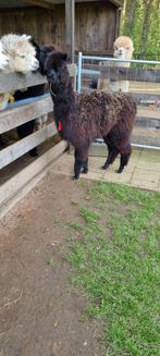 Alpaca merrie prachtig zwart met stamboom, Dieren en Toebehoren